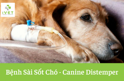 Bệnh sài sốt chó (Canine distemper) | Triệu chứng chó nhiễm bệnh
